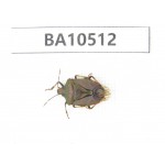 Hemiptera sp. China, Gansu, Longnan, Wenxian county.1Pcs. BA10512.