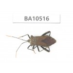Hemiptera sp. China, Gansu, Longnan, Wenxian county.1Pcs. BA10516.