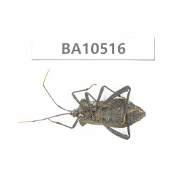 Hemiptera sp. China, Gansu, Longnan, Wenxian county.1Pcs. BA10516.