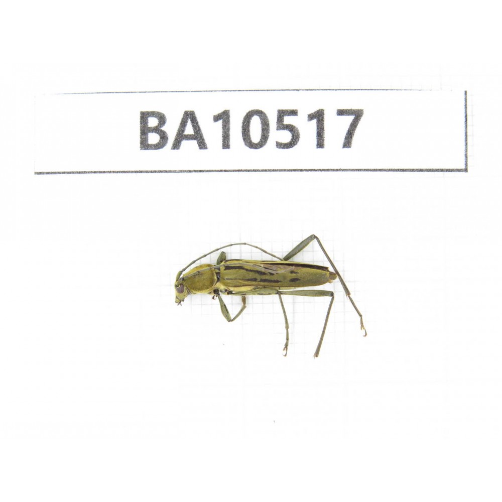 Cerambycidae sp. China, Gansu, Longnan, Wenxian county. 1Pcs. BA10517.