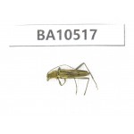 Cerambycidae sp. China, Gansu, Longnan, Wenxian county. 1Pcs. BA10517.