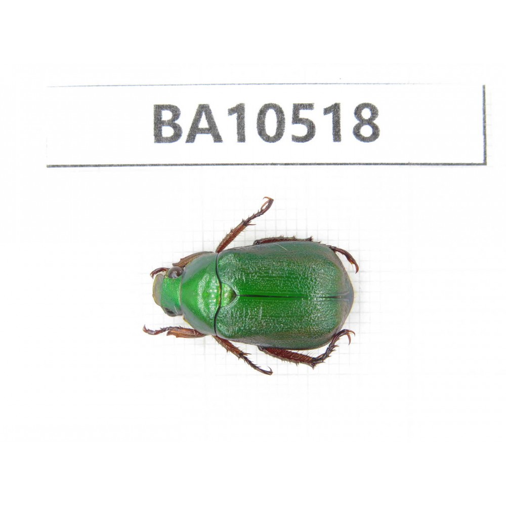 Rutelidae sp. China, Gansu, Longnan, Wenxian county. 1Pcs. BA10518.