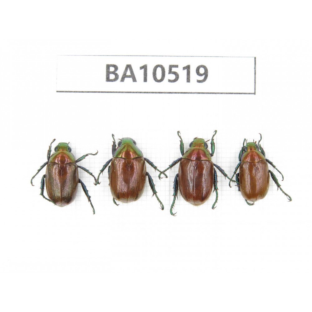 Rutelidae sp. China, Gansu, Longnan, Wenxian county. 4Pcs. BA10519.