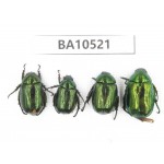 Rutelidae sp. China, Gansu, Longnan, Wenxian county. 4Pcs. BA10521.
