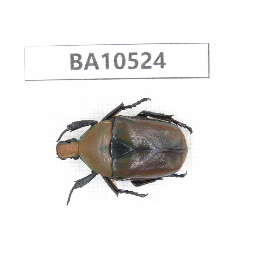 Cetoniidae sp. China, Gansu, Longnan, Wenxian county. 1Pcs. BA10524.