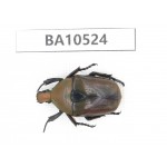 Cetoniidae sp. China, Gansu, Longnan, Wenxian county. 1Pcs. BA10524.
