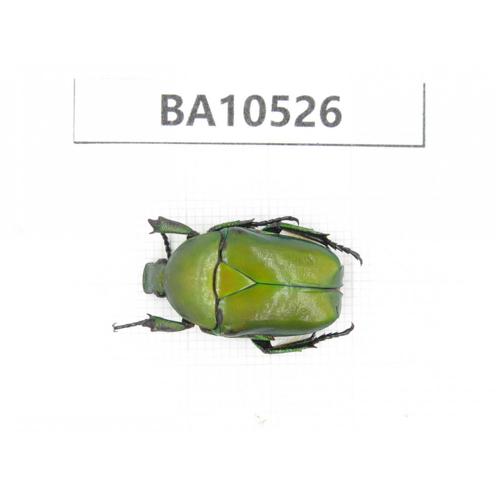 Cetoniidae sp. China, Gansu, Longnan, Wenxian county. 1Pcs. BA10526.