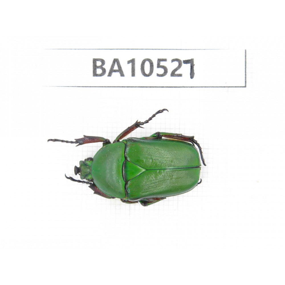 Cetoniidae sp. China, Gansu, Longnan, Wenxian county. 1Pcs. BA10527.