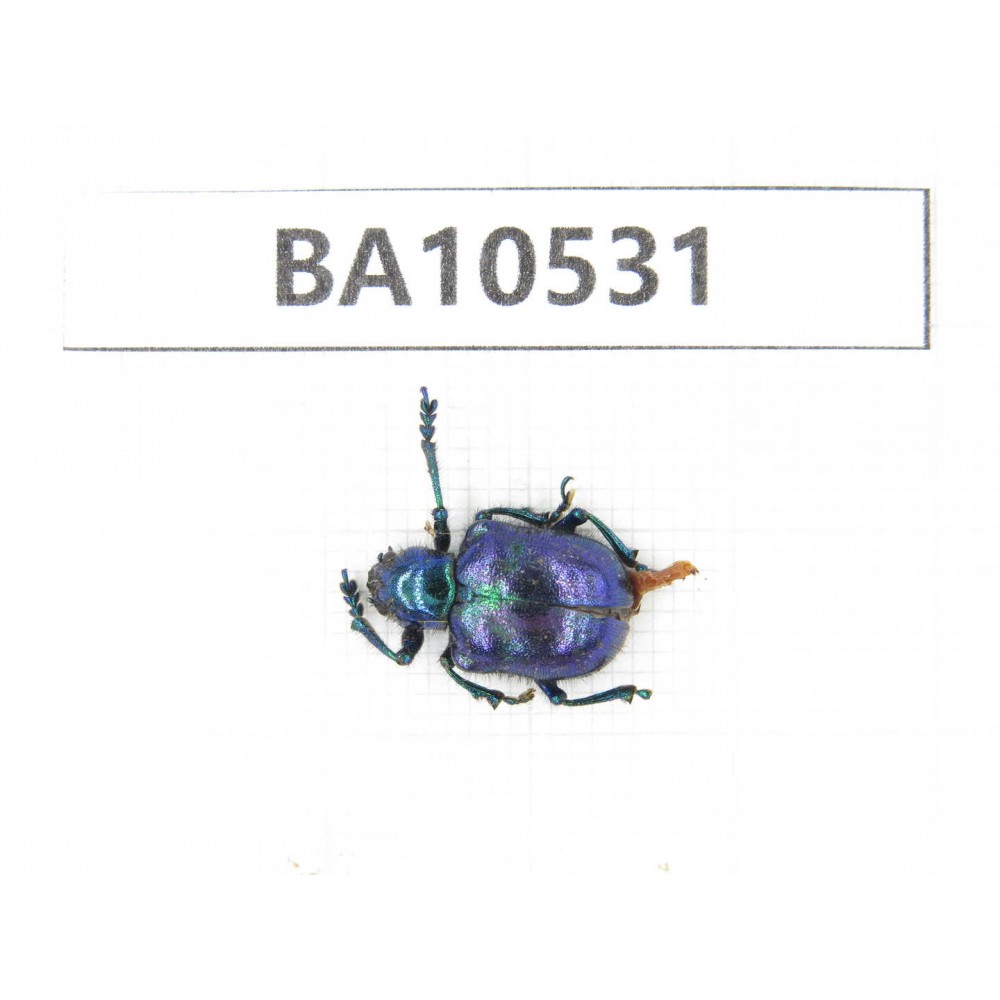 Chrysomelidae sp. China,  Gansu, Longnan, Wenxian county. 1Pcs. BA10531.