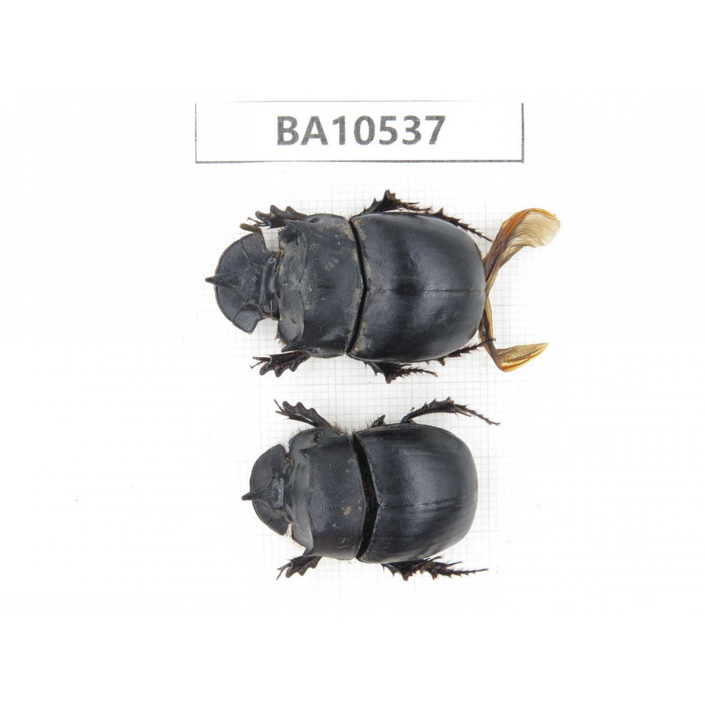 Geotrupidae sp. China, Yunnan, Dali, C of Mt.Cangshan. 2Pcs. BA10537.