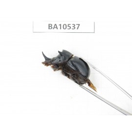 Geotrupidae sp. China, Yunnan, Dali, C of Mt.Cangshan. 2Pcs. BA10537.