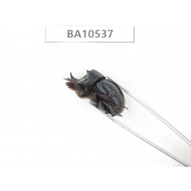Geotrupidae sp. China, Yunnan, Dali, C of Mt.Cangshan. 2Pcs. BA10537.