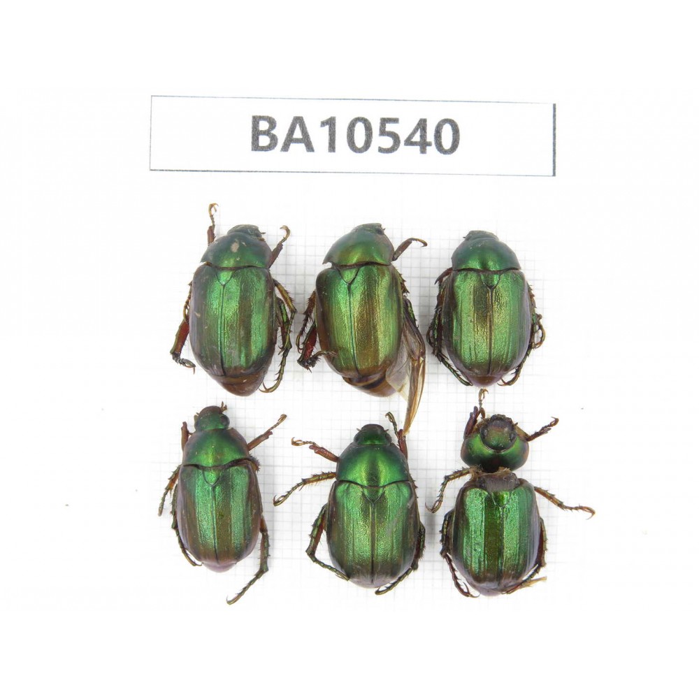 Rutelidae sp. China, Yunnan, Dali, C of Mt.Cangshan. 6Pcs. BA10540.