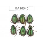 Rutelidae sp. China, Yunnan, Dali, C of Mt.Cangshan. 6Pcs. BA10540.