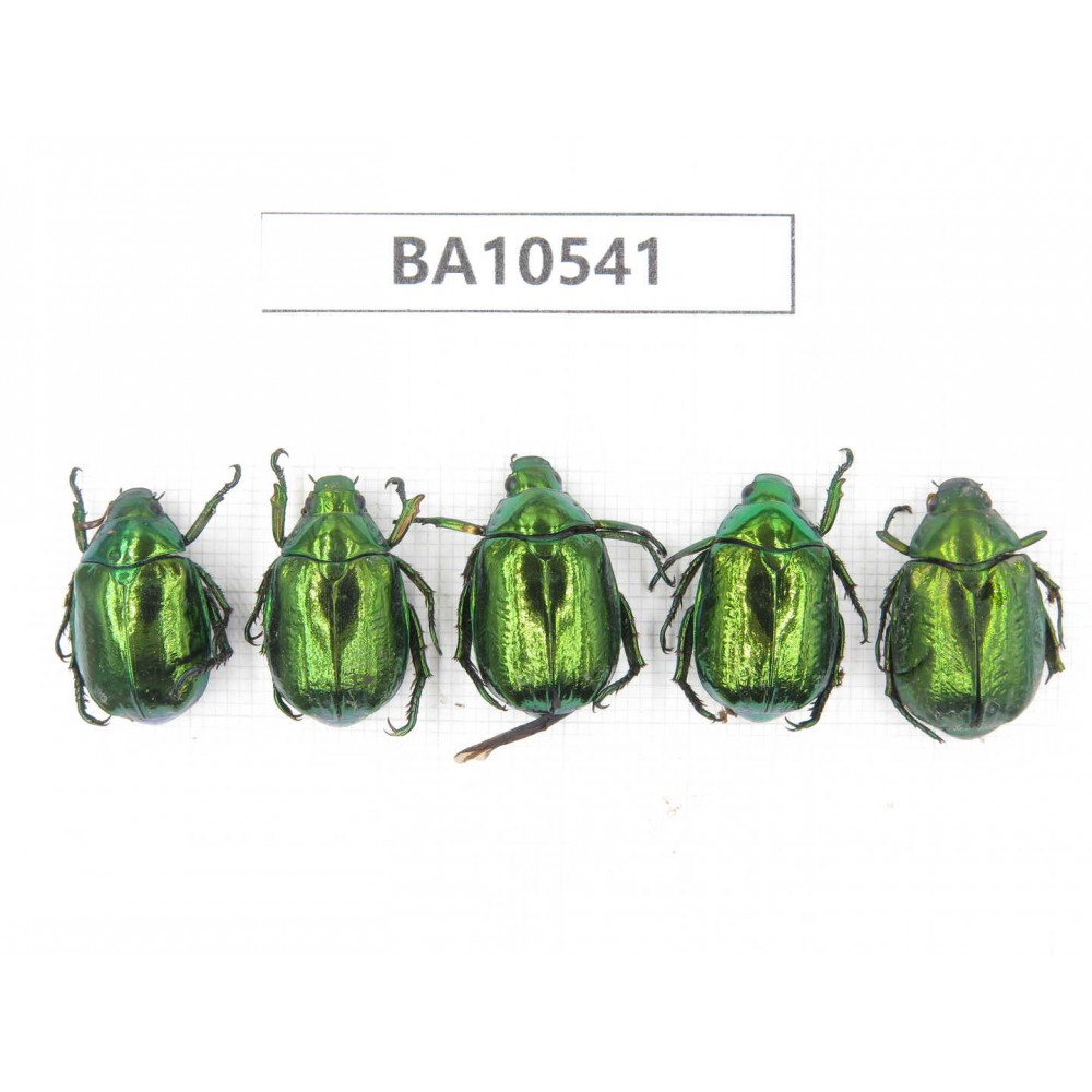 Rutelidae sp. China, Yunnan, Dali, C of Mt.Cangshan. 5Pcs. BA10541.
