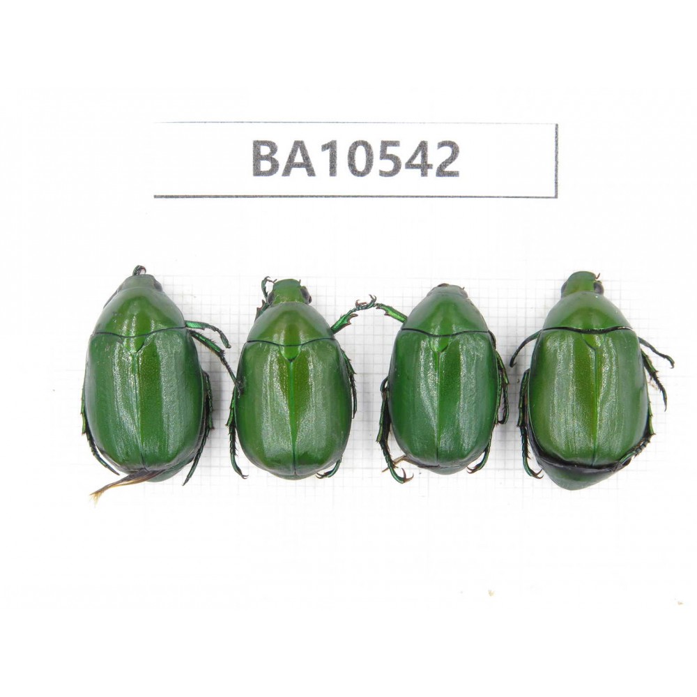Rutelidae sp. China, Yunnan, Dali, C of Mt.Cangshan. 4Pcs. BA10542.