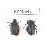 Melolonthidae sp. China, Yunnan, Dali, C of Mt.Cangshan. 2Pcs. BA10543.