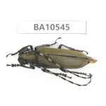 Cerambycidae sp. China, Yunnan, Yuxi, Xinping county. 1Pcs. BA10545.