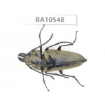 Trictenotomidae sp. China, Yunnan, Yuxi, Xinping county. 1Pcs. BA10548.