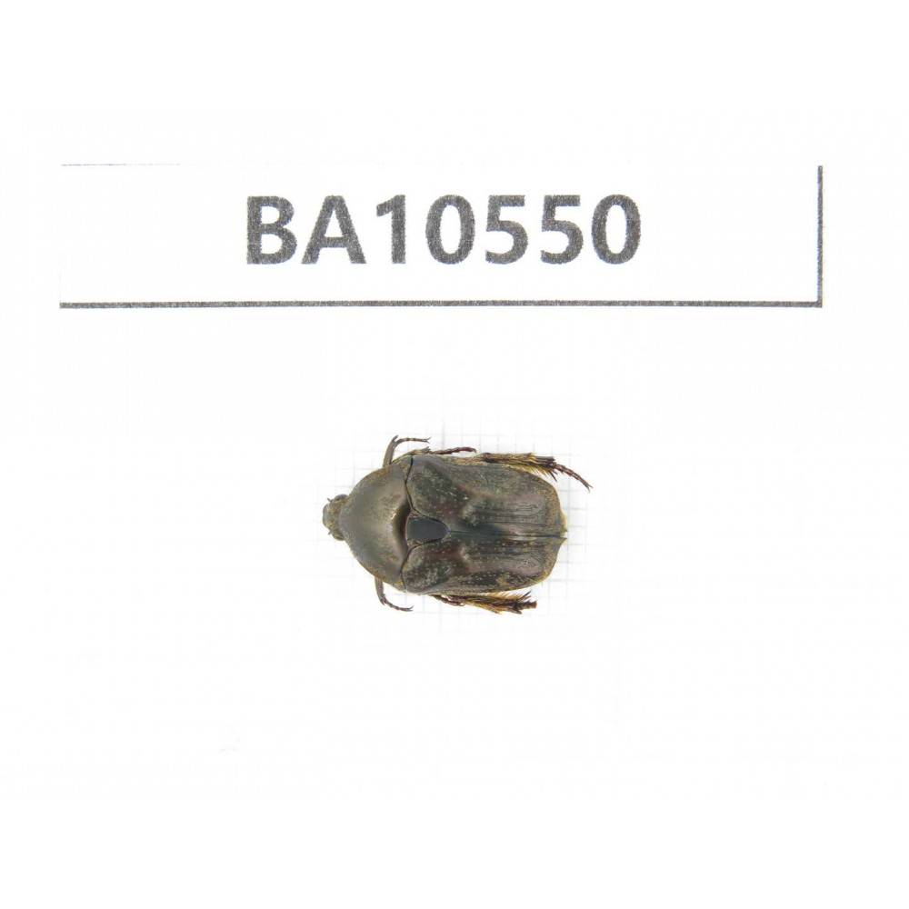 Cetoniidae sp. China, Yunnan, Dehong, Longchuan county. 1Pcs. BA10550.