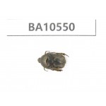 Cetoniidae sp. China, Yunnan, Dehong, Longchuan county. 1Pcs. BA10550.