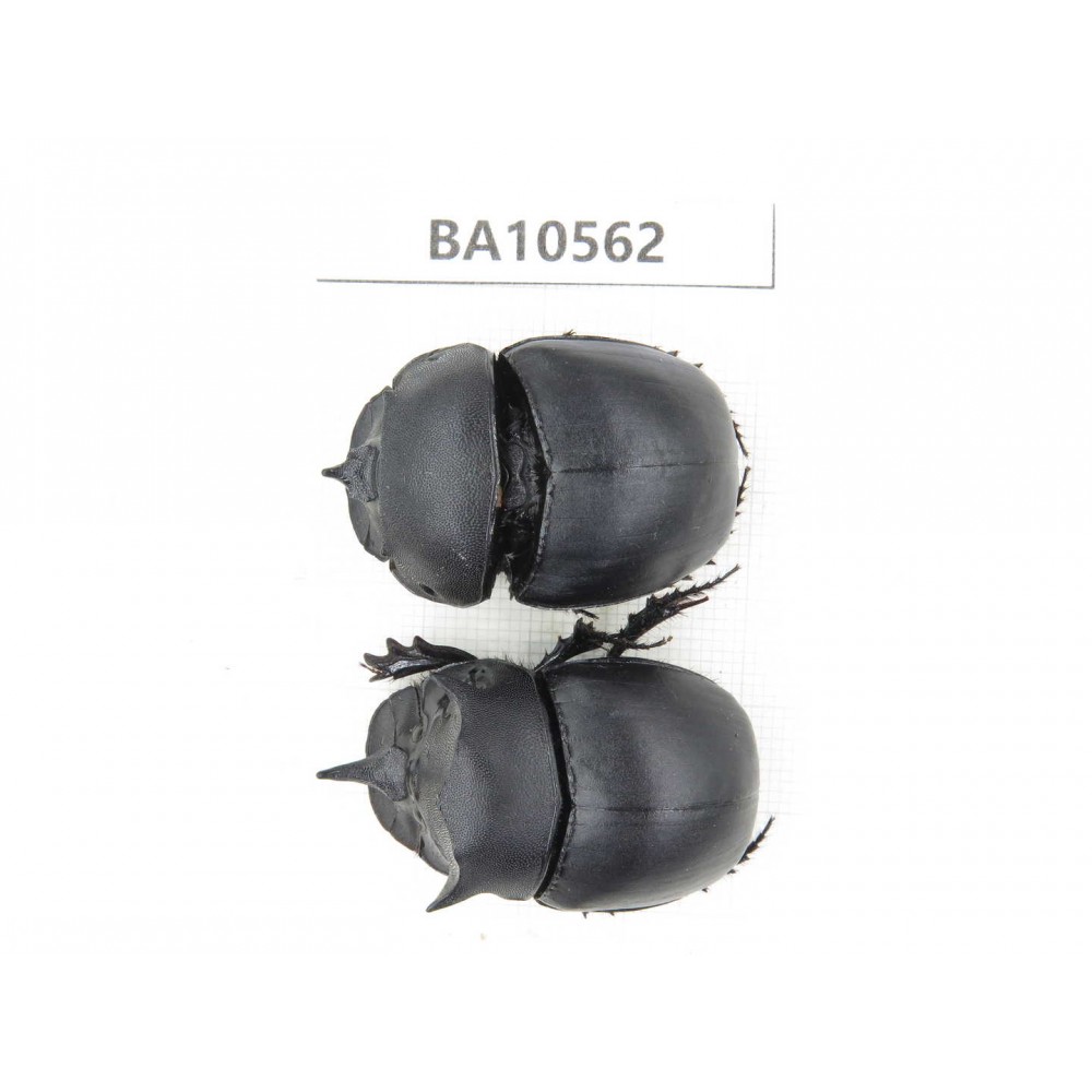 Geotrupidae sp. China, Yunnan, Dehong, Longchuan county. 2Pcs. BA10562.