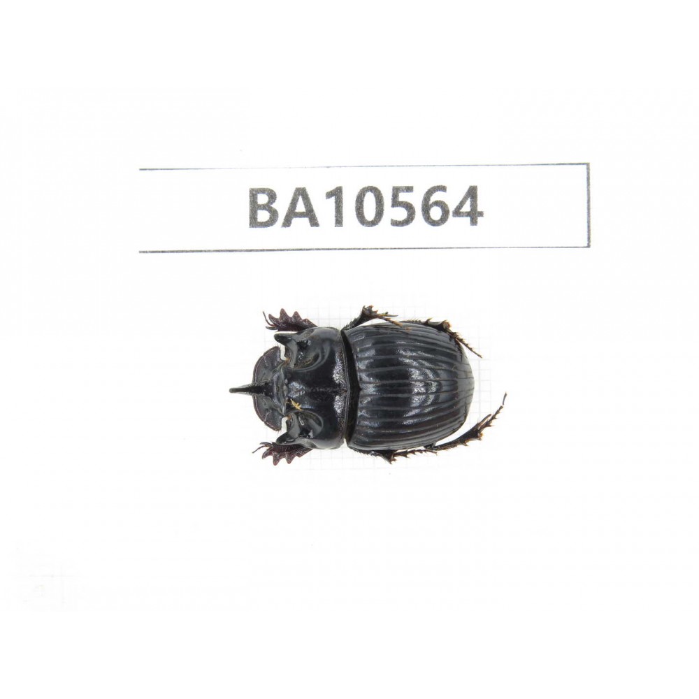 Geotrupidae sp. China, Yunnan, Dehong, Longchuan county. 1Pcs. BA10564.