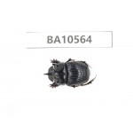 Geotrupidae sp. China, Yunnan, Dehong, Longchuan county. 1Pcs. BA10564.