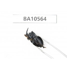 Geotrupidae sp. China, Yunnan, Dehong, Longchuan county. 1Pcs. BA10564.