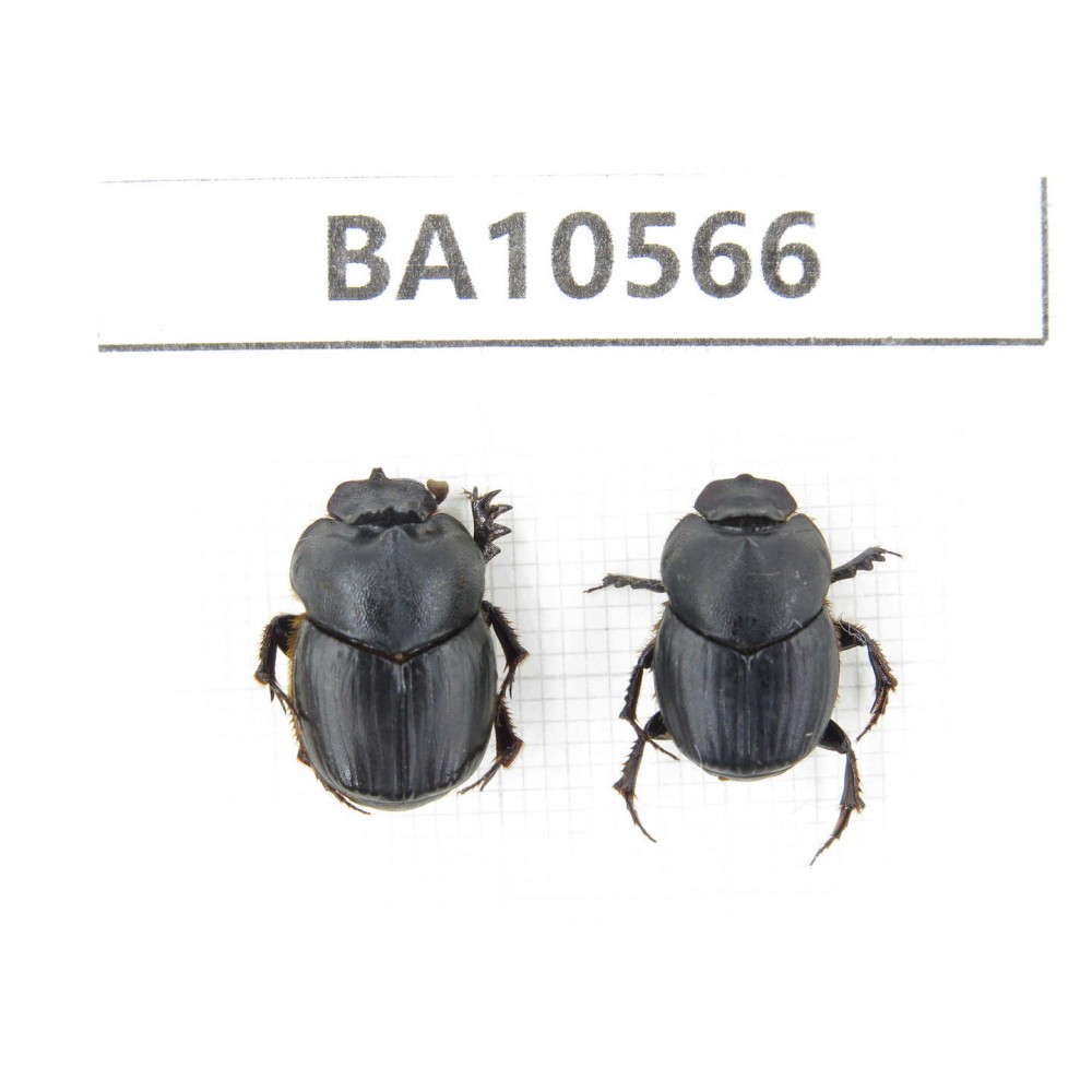 Geotrupidae sp. China, Yunnan, Dehong, Longchuan county. 2Pcs. BA10566.