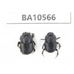 Geotrupidae sp. China, Yunnan, Dehong, Longchuan county. 2Pcs. BA10566.