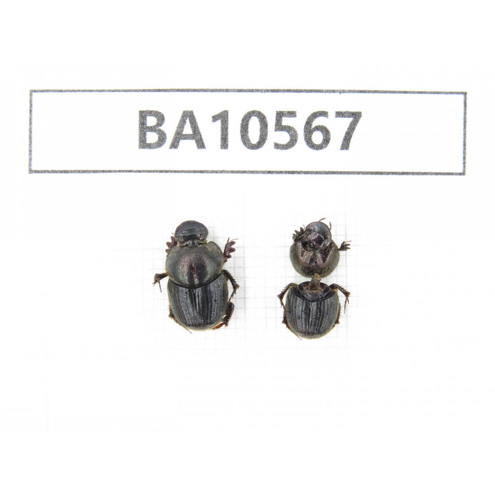 Geotrupidae sp. China, Yunnan, Dehong, Longchuan county. 2Pcs. BA10567.