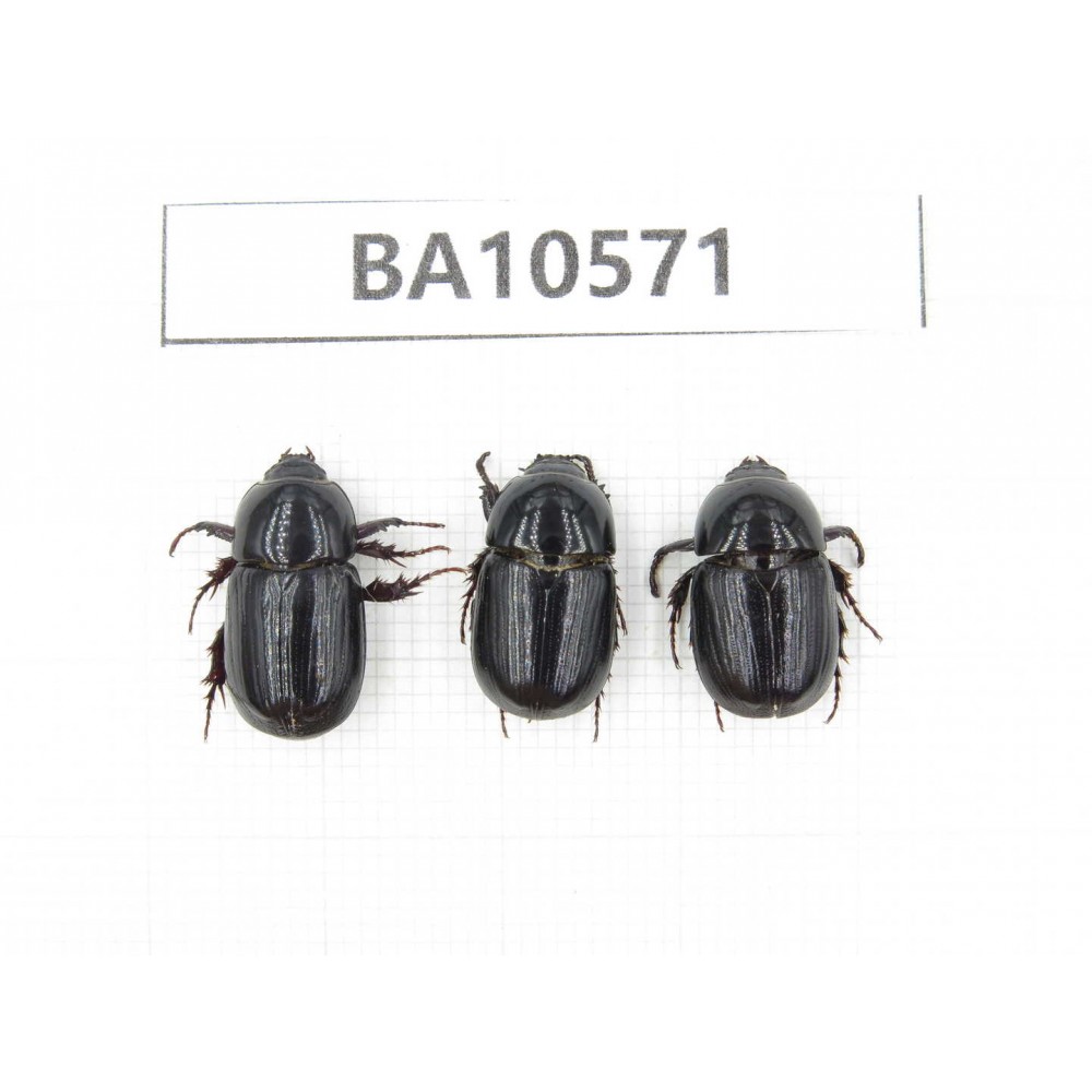 Dynastidae sp. China, Yunnan, Dehong, Longchuan county. 3Pcs. BA10571.