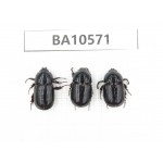 Dynastidae sp. China, Yunnan, Dehong, Longchuan county. 3Pcs. BA10571.