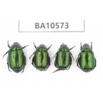 Rutelidae sp. China, Yunnan, Dehong, Longchuan county. 4Pcs. BA10573.
