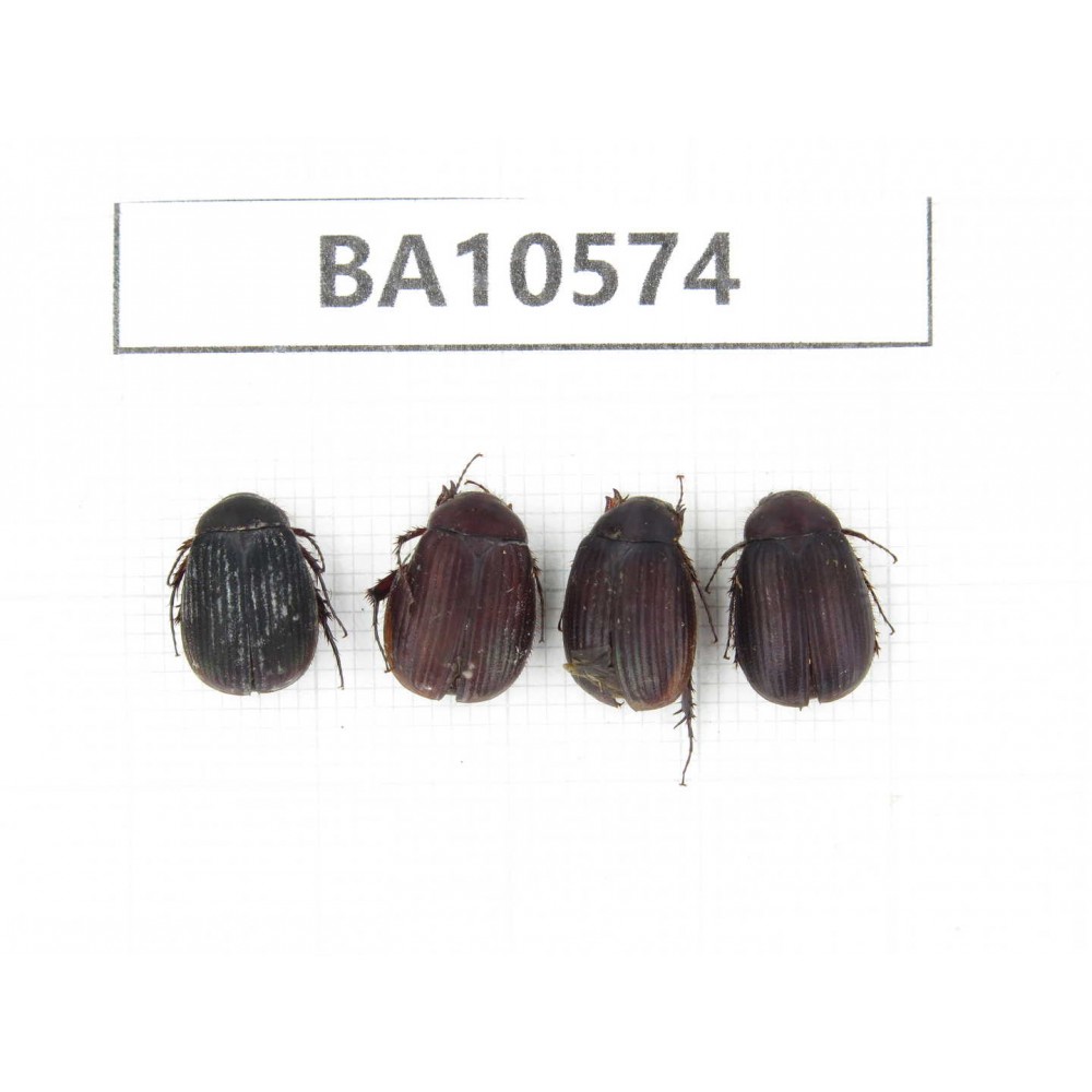 Rutelidae sp. China, Yunnan, Dehong, Longchuan county. 4Pcs. BA10574.