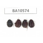Rutelidae sp. China, Yunnan, Dehong, Longchuan county. 4Pcs. BA10574.