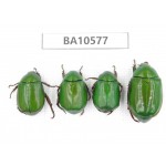 Rutelidae sp. China, Yunnan, Dehong, Longchuan county. 4Pcs. BA10577.