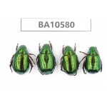 Rutelidae sp. China, Yunnan, Dehong, Longchuan county. 4Pcs. BA10580.