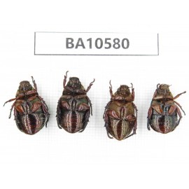 Rutelidae sp. China, Yunnan, Dehong, Longchuan county. 4Pcs. BA10580.