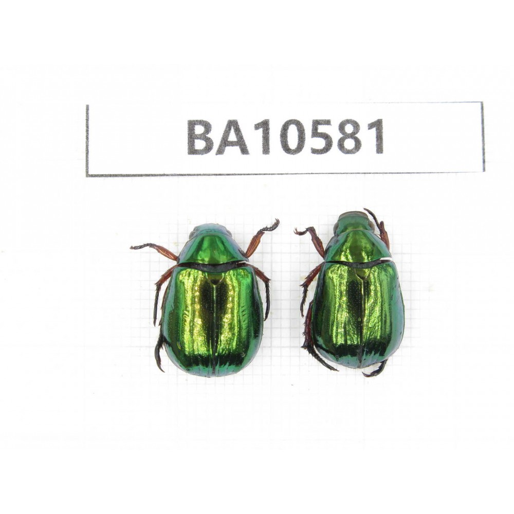 Rutelidae sp. China, Yunnan, Dehong, Longchuan county. 2Pcs. BA10581.