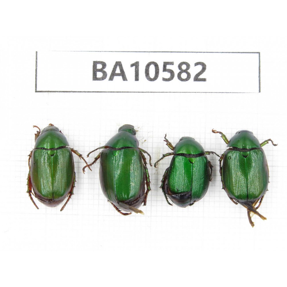 Rutelidae sp. China, Yunnan, Dehong, Longchuan county. 4Pcs. BA10582.