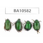 Rutelidae sp. China, Yunnan, Dehong, Longchuan county. 4Pcs. BA10582.