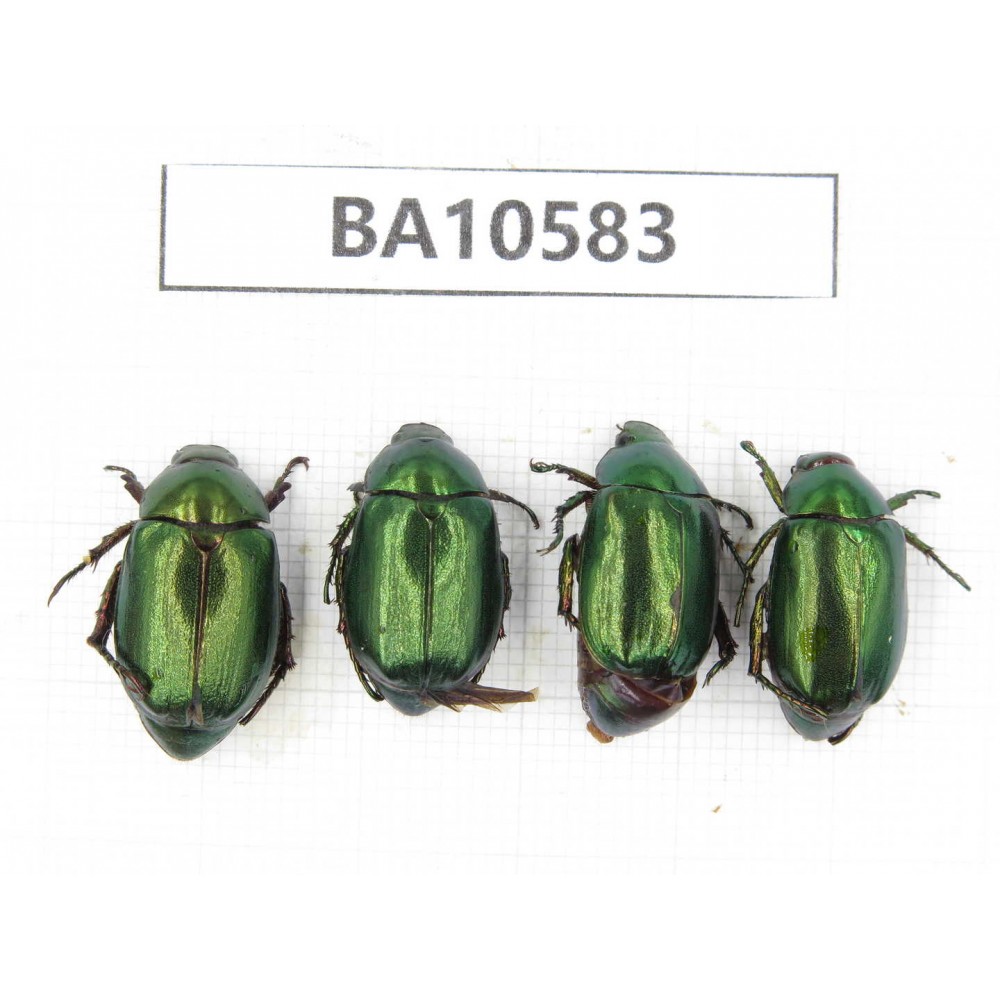 Rutelidae sp. China, Yunnan, Dehong, Longchuan county. 4Pcs. BA10583.