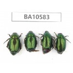 Rutelidae sp. China, Yunnan, Dehong, Longchuan county. 4Pcs. BA10583.