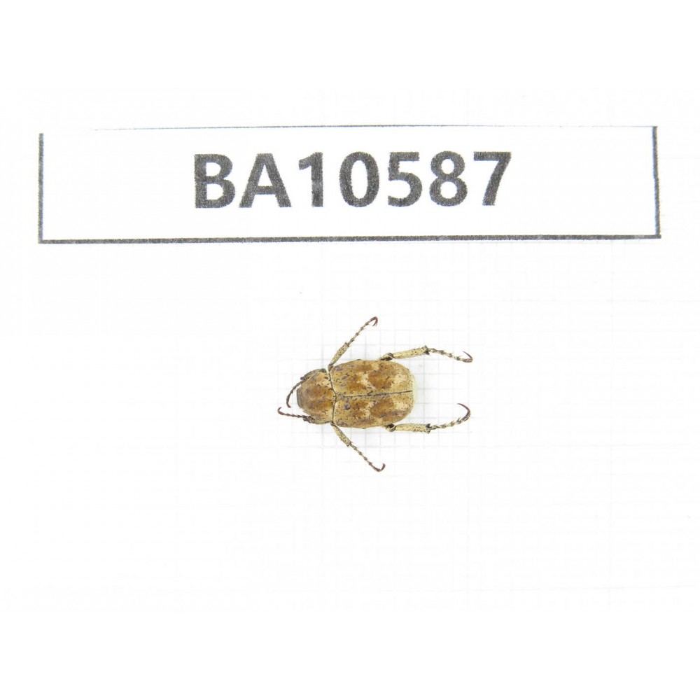 Cetoniidae sp. China, Yunnan, Dehong, Longchuan county. 1Pcs. BA10587.