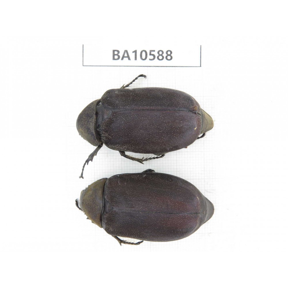 Melolonthidae sp. China, Yunnan, Dehong, Longchuan county. 2Pcs. BA10588.
