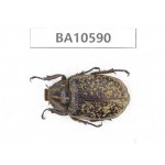 Melolonthidae sp. China, Yunnan, Dehong, Longchuan county. 1Pcs. BA10590.