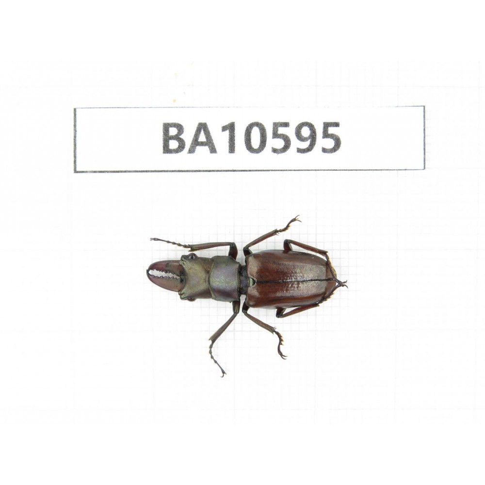 Cyclommathus sp. China, Yunnan, Dehong, Longchuan county. 1M. BA10595.