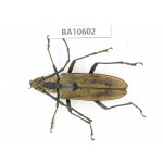 Cerambycidae sp. China,  Yunnan, Dehong, Longchuan county. 1Pcs. BA10602.